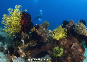 reefscene at Apo Island, Philippines by Geoff Spiby 